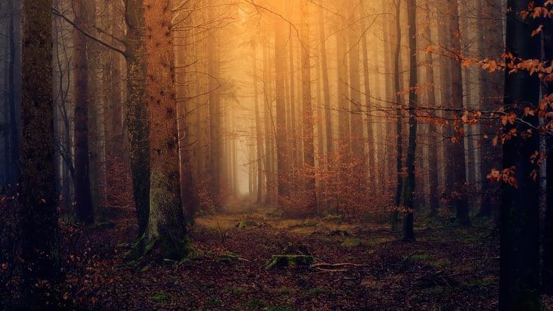 Magical Woodland Settings